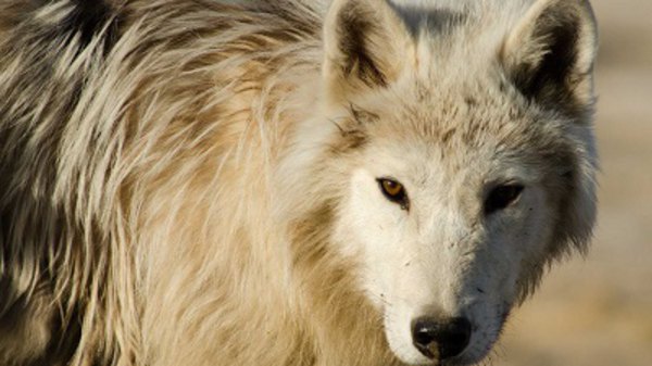 The Nature of Things - S56E16 - White Wolves: Ghosts of the Arctic