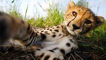 Natural World - Episode 9 - Cheetahs: Growing Up Fast