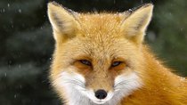 The Nature of Things - Episode 18 - Fox Tales