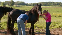 The Incredible Dr Pol - Episode 8 - Foaly Moses!