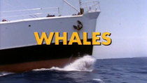 The Undersea World of Jacques Cousteau - Episode 4 - Whales
