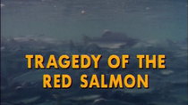 The Undersea World of Jacques Cousteau - Episode 13 - Tragedy of the Red Salmon
