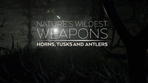 Natural World - Episode 3 - Nature's Wildest Weapons: Horns, Tusks and Antlers