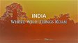 Kaziranga National Park: India – Where Wild Things Roam