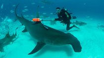 Shark Week - Episode 4 - Great Hammerhead Invasion