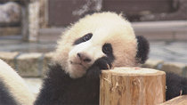 NHK Documentary - Episode 22 - A Mother Panda's Love: The Secret Behind Successful Breeding