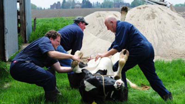 The Incredible Dr Pol - S01E02 - How Now Downed Cow?