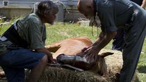 The Incredible Dr Pol - Episode 13 - Rock’n Pol