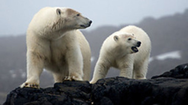The Polar Bear Family & Me - S01E03 - Autumn