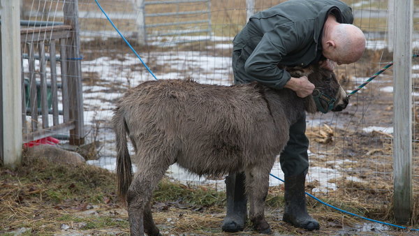 The Incredible Dr Pol - S11E09 - Frosty the Pol-man