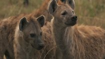 Night Stalkers - Episode 4 - Hyena Gangs