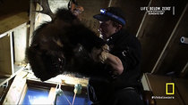 Life Below Zero - Episode 6 - There Be Monsters