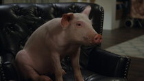 American Housewife - Episode 6 - The Pig Whisperer