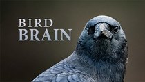 NOVA - Episode 20 - Bird Brain