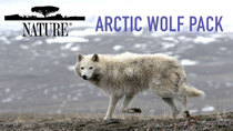 Nature - Episode 7 - Arctic Wolf Pack