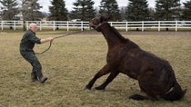 The Incredible Dr Pol - Episode 1 - What's Moo with Ewe?