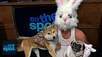 On the Spot - Episode 12 - 092 - 2 Dogs, 1 Rabbit