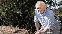 Natural World - Episode 8 - Attenborough and the Empire of the Ants