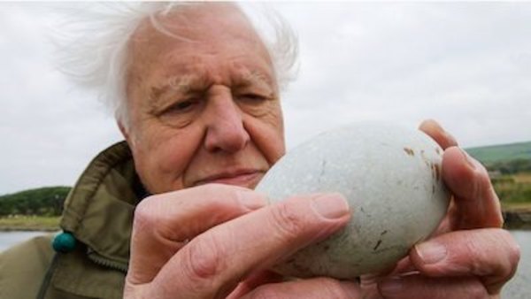 Natural World - S37E01 - Attenborough's Wonder of Eggs