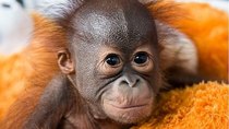 Natural World - Episode 4 - Red Ape: Saving the Orangutan
