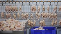 Frontline - Episode 7 - The Trouble with Chicken