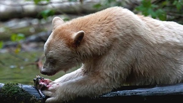 Wild Canada - S01E01 - The Eternal Frontier