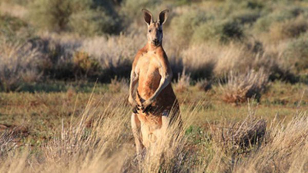 Wild Australia - S01E01 - Desert of the Red Kangaroo