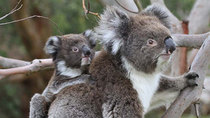 Wild Australia - Episode 4 - Koala Forest