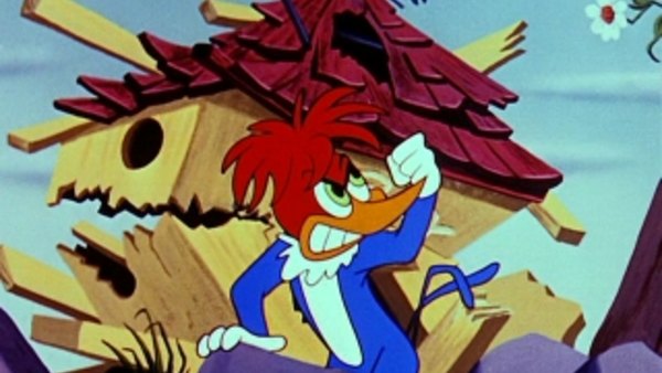 woody woodpecker 1955