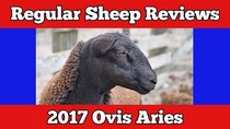 Regular Car Reviews - Episode 12 - 2017 Ovis Aries