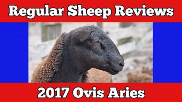 Regular Car Reviews - S20E12 - 2017 Ovis Aries