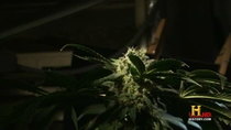 History Channel Documentaries - Episode 27 - Marijuana: A Chronic History