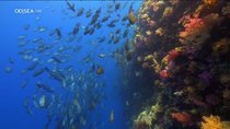 Great Blue Wild - Episode 2 - Palau Sharks Sanctuary