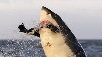 Shark Week - Episode 2 - Shark Week's Impossible Shots