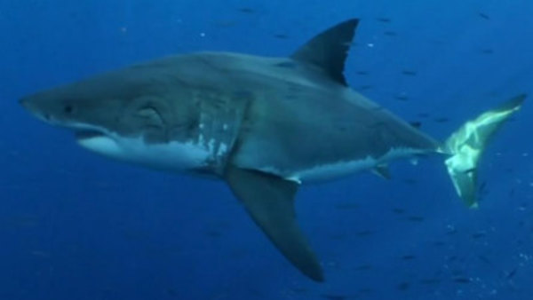 Shark Week - S2014E03 - Jaws Strikes Back