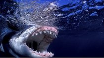 Shark Week - Episode 10 - Shark Week's 25 Best Bites