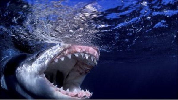 Shark Week - S2012E10 - Shark Week's 25 Best Bites