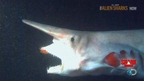 Shark Week - Episode 10 - Alien Sharks of the Deep
