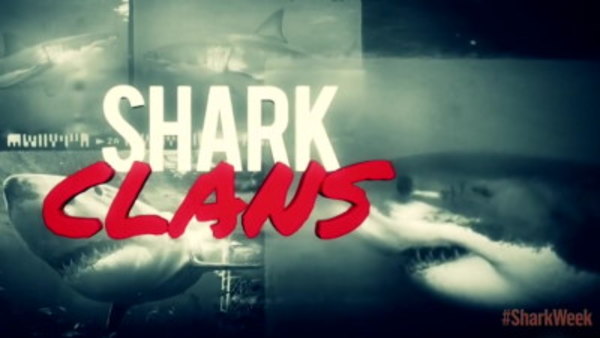 Shark Week - S2015E12 - Shark Clans