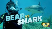 Shark Week - Episode 2 - Bear vs. Shark