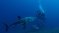 Shark Week - Episode 13 - Sharkcam Stakeout