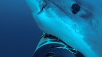 Shark Week - Episode 14 - Sharkcam Strikes Back