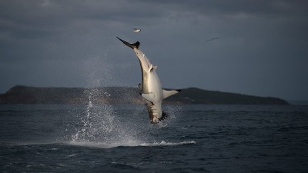 Shark Week - S2018E22 - Sharks Gone Wild