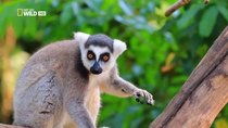 World Of The Wild - Episode 13 - Madagascar
