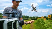 Smarter Every Day - Episode 194 - Bird Taking Off at 20,000 fps (213 milliseconds)