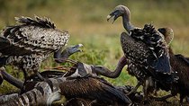 Natural World - Episode 10 - Vultures: Beauty in the Beast