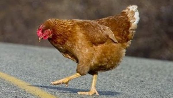 Vsauce - S2012E42 - Why Did The Chicken Cross The Road?