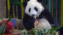 Dateline (AU) - Episode 22 - Saving China's Pandas