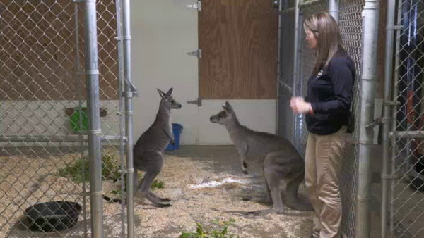 Secrets of the Zoo - S01E03 - Kangaroo-mance