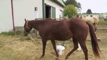 The Incredible Dr Pol - Episode 4 - Doc Got Run Over by a Reindeer